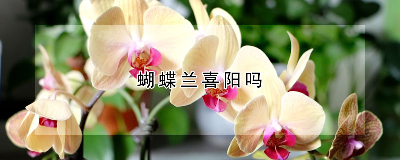 蝴蝶蘭喜陽嗎