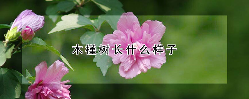 木槿樹長什么樣子