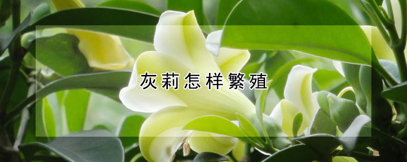 灰莉怎樣繁殖