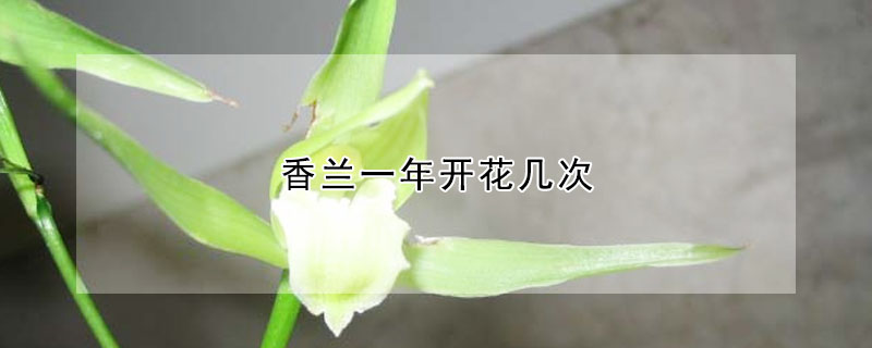 香蘭一年開花幾次