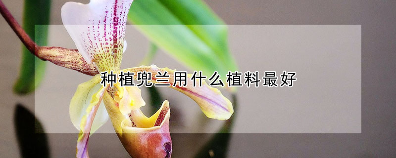 種植兜蘭用什么植料最好