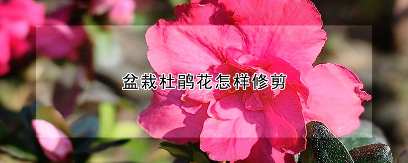 盆栽杜鵑花怎樣修剪