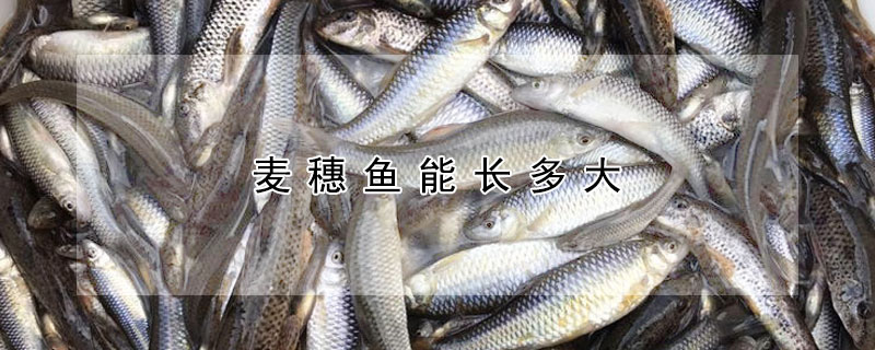 麥穗魚能長多大