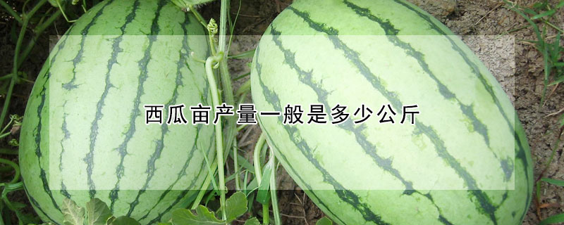 西瓜畝產(chǎn)量一般是多少公斤