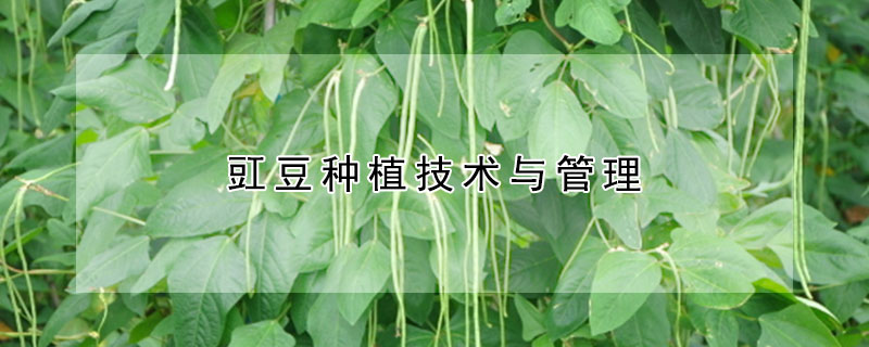 豇豆種植技術(shù)與管理