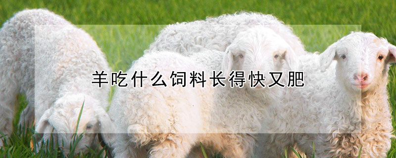 羊吃什么飼料長得快又肥