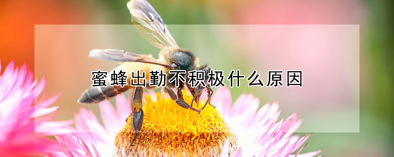 蜜蜂出勤不積極什么原因