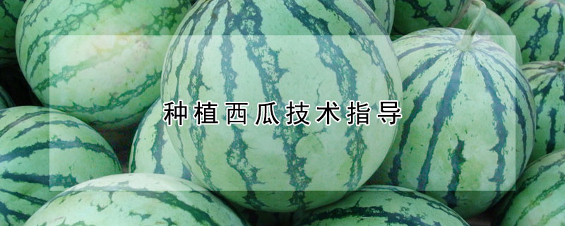 種植西瓜技術(shù)指導(dǎo)