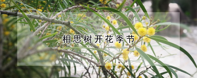 相思樹開花季節(jié)