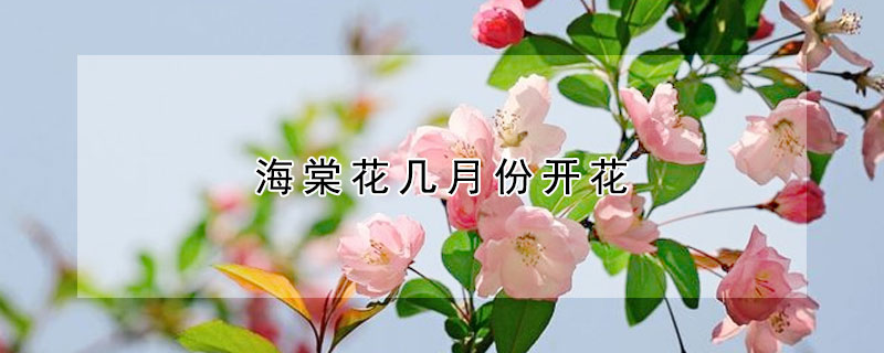 海棠花幾月份開花