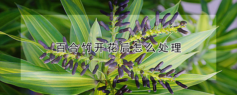 百合竹開花后怎么處理