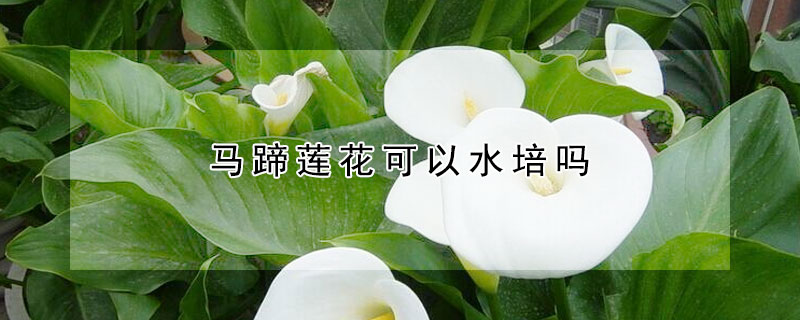 馬蹄蓮花可以水培嗎