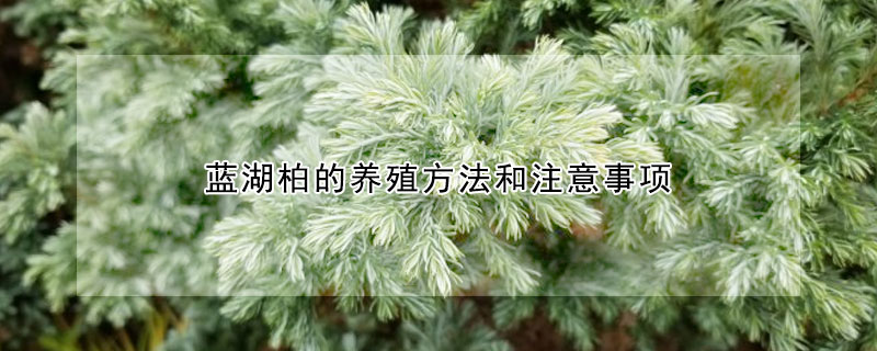 藍湖柏的養殖方法和注意事項