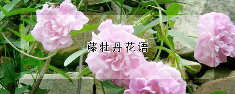 藤牡丹花語(yǔ)