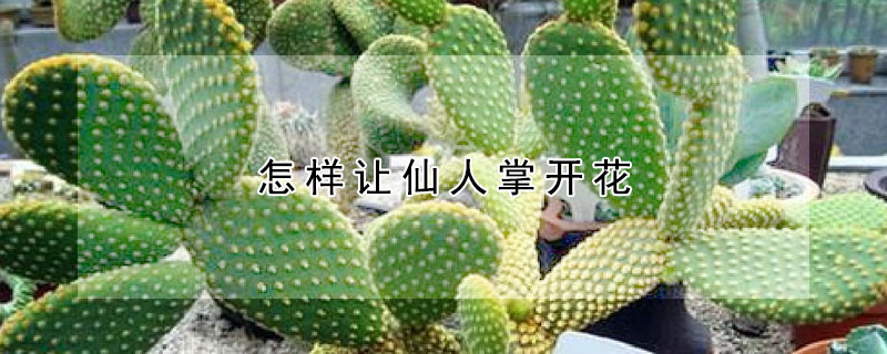 怎樣讓仙人掌開花