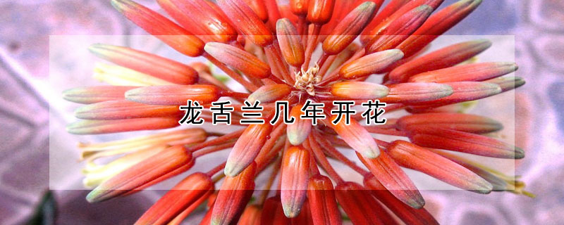 龍舌蘭幾年開花