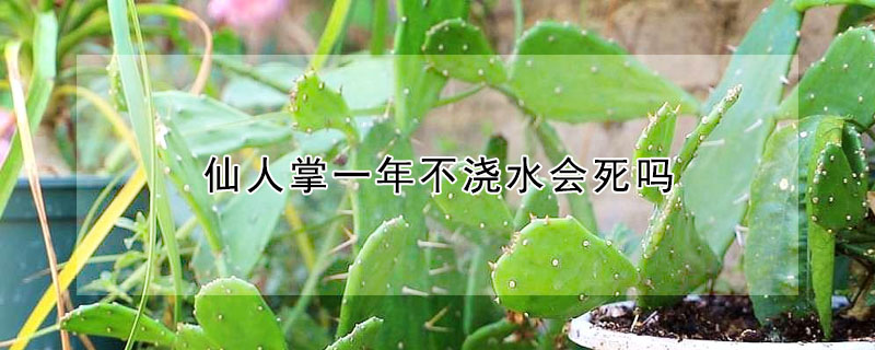 仙人掌一年不澆水會(huì)死嗎