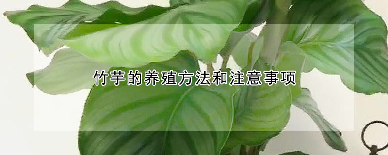 竹芋的養(yǎng)殖方法和注意事項(xiàng)