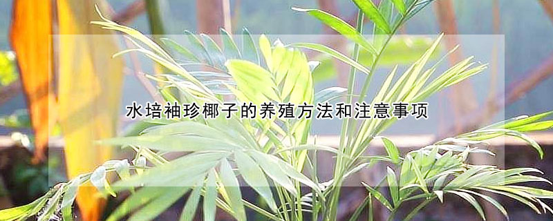 水培袖珍椰子的養殖方法和注意事項