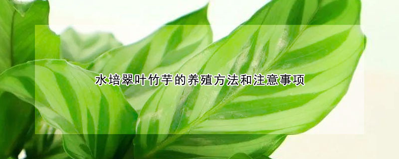 水培翠葉竹芋的養(yǎng)殖方法和注意事項(xiàng)