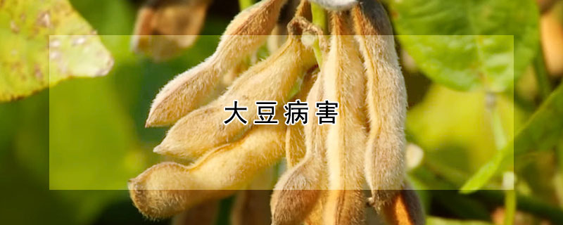 大豆病害