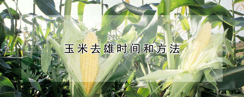 玉米去雄時間和方法