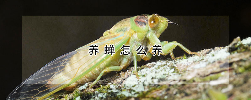 養(yǎng)蟬怎么養(yǎng)