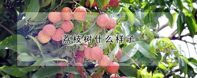 荔枝樹什么樣子