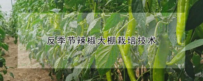 反季節(jié)辣椒大棚栽培技術(shù)