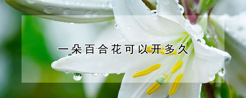 一朵百合花可以開多久