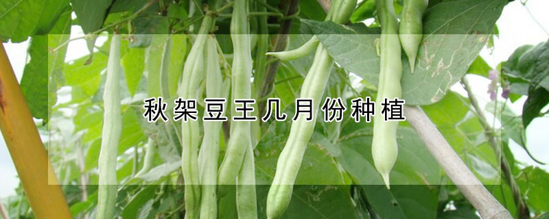 秋架豆王幾月份種植