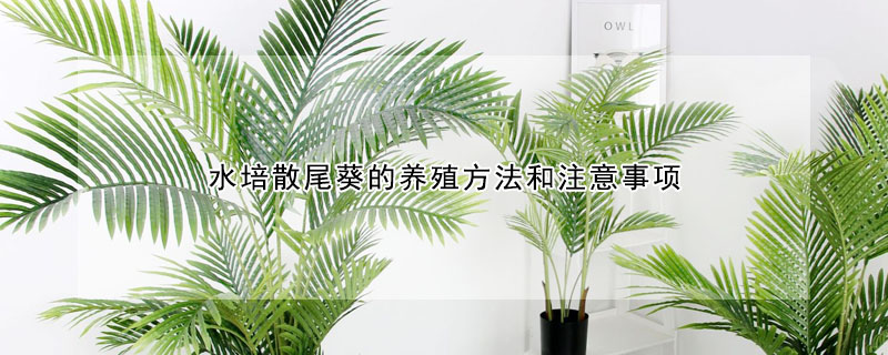 水培散尾葵的養殖方法和注意事項