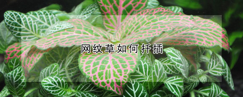 網紋草如何扦插