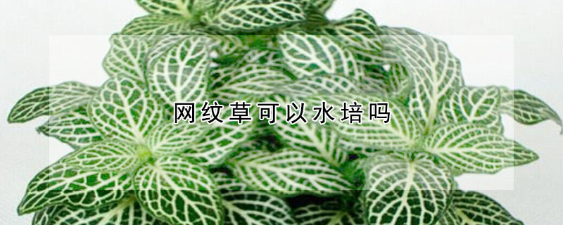 網紋草可以水培嗎