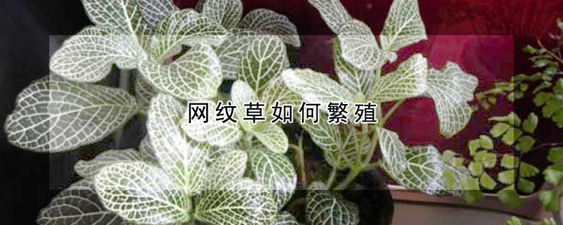 網(wǎng)紋草如何繁殖