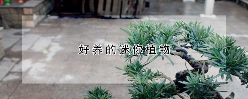 好養(yǎng)的迷你植物