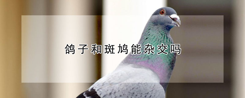 鴿子和斑鳩能雜交嗎