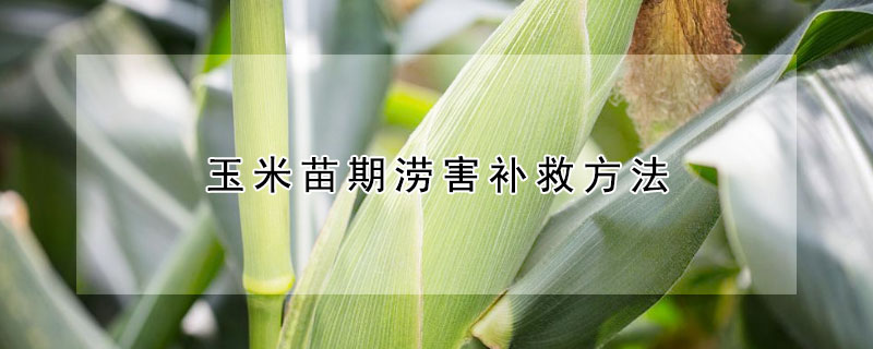 玉米苗期澇害補(bǔ)救方法