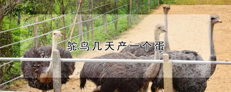 鴕鳥幾天產一個蛋