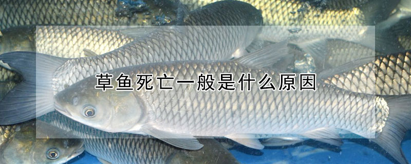 草魚死亡一般是什么原因