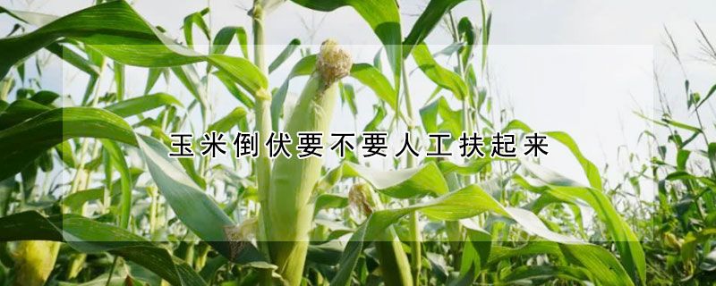 玉米倒伏要不要人工扶起來(lái)