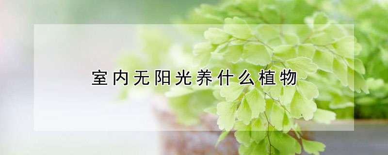 室內無陽光養什么植物