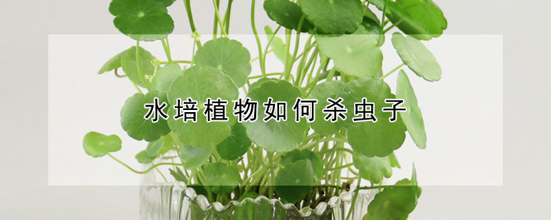 水培植物如何殺蟲子