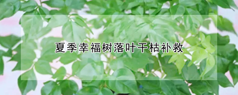 夏季幸福樹落葉干枯補救