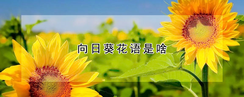 向日葵花語(yǔ)是啥