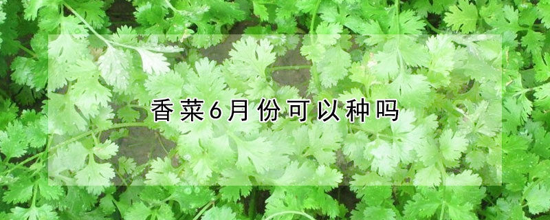 香菜6月份可以種嗎