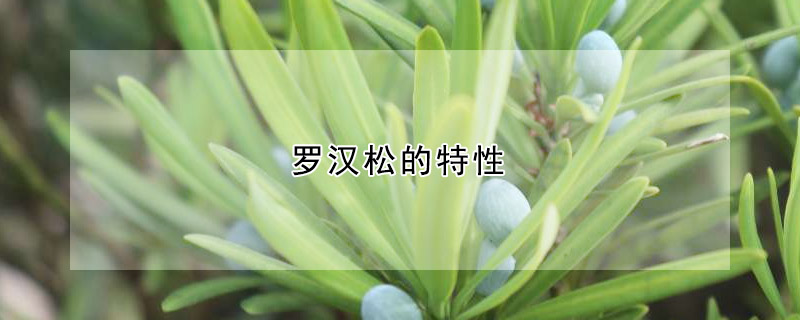 羅漢松的特性