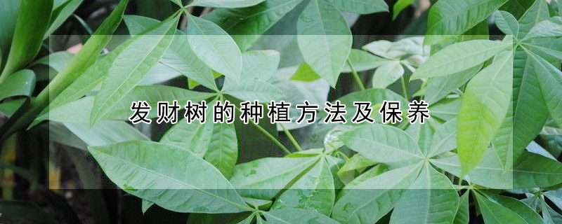 發(fā)財(cái)樹的種植方法及保養(yǎng)