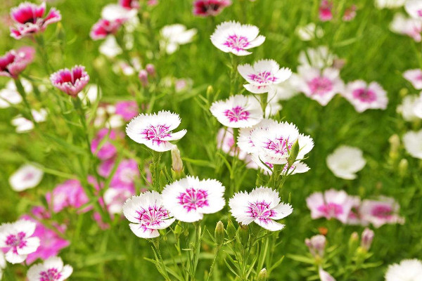 室內放什么花最好 好養活的室內花卉植物