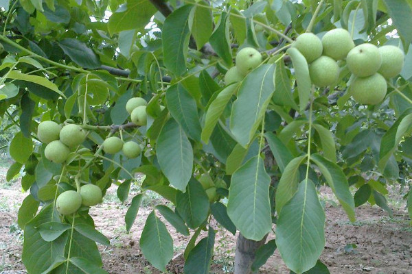 核桃樹幾月份嫁接最好 核桃樹的風水寓意